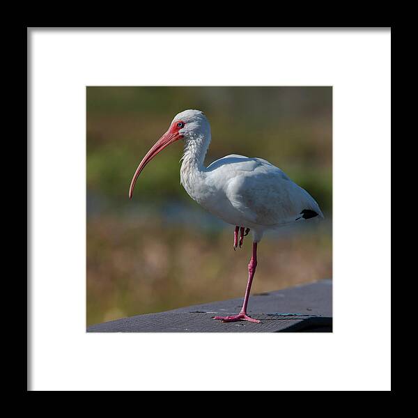 White Ibis Framed Print featuring the photograph White Ibis #1 by Ken Stampfer