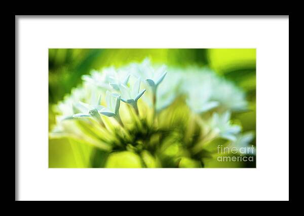 Background Framed Print featuring the photograph White Pentas Flowers #1 by Raul Rodriguez