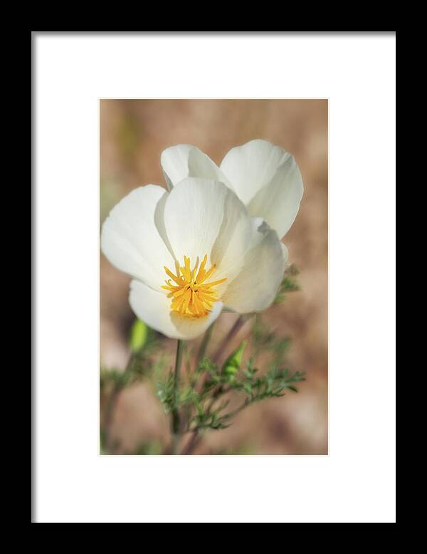 White Poppies Framed Print featuring the photograph White Poppy #1 by Saija Lehtonen