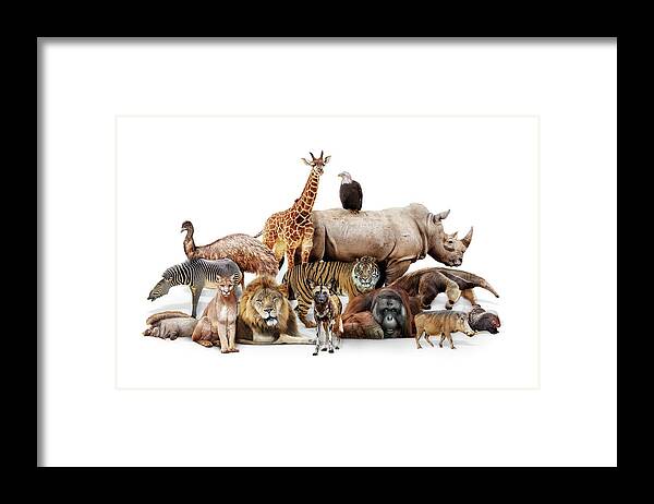 Zoo Framed Print featuring the photograph Phoenix Zoo Animals by Good Focused