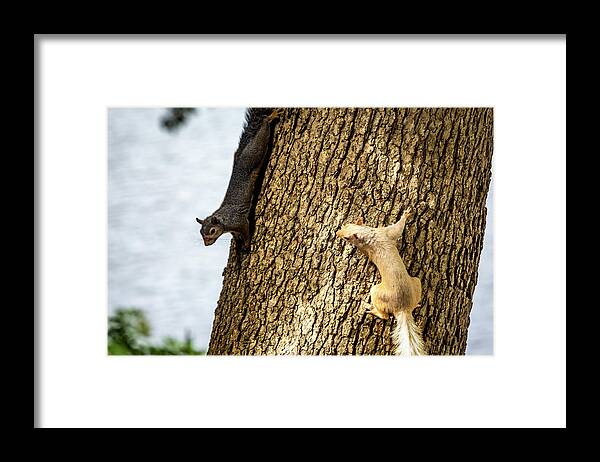 White Squirrel Framed Print featuring the photograph White Squirrel #2 by David Wagenblatt