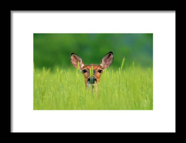 Grass Framed Print featuring the photograph Whitetail Deer #1 by Michael Parrish Photography