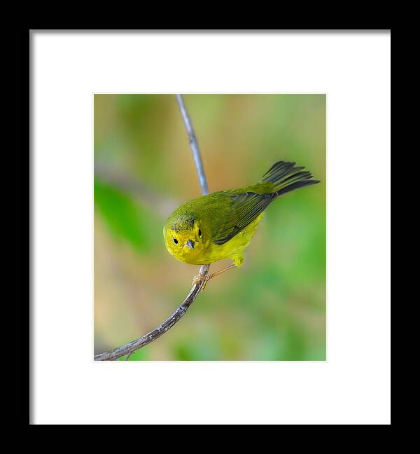 Wild Framed Print featuring the photograph Wilson\'s Warbler #1 by Mike He