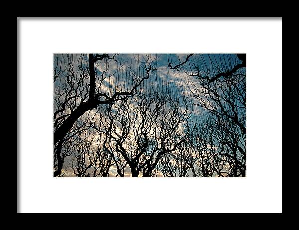  Framed Print featuring the photograph Winter Bare #2 by Rein Nomm