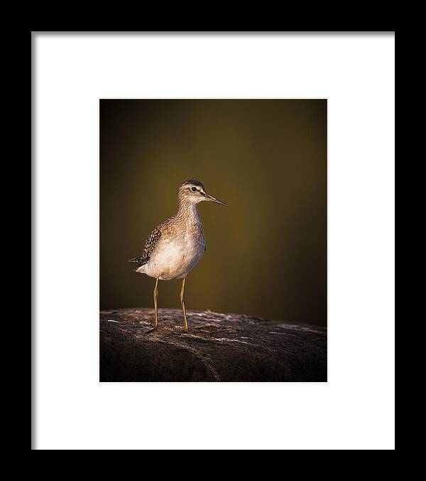 Wood Sandpiper Framed Print featuring the photograph Wood Sandpiper On Migration #1 by Magnus Renmyr
