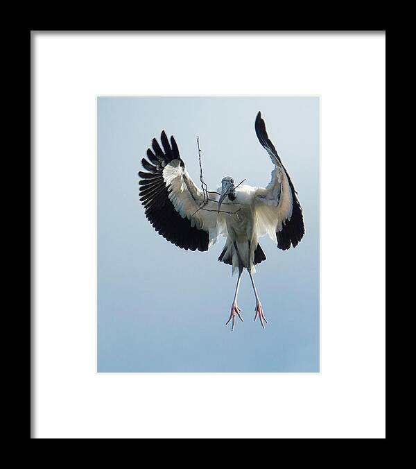 Alligator Farm Framed Print featuring the photograph Woodstork Nesting by Donald Brown