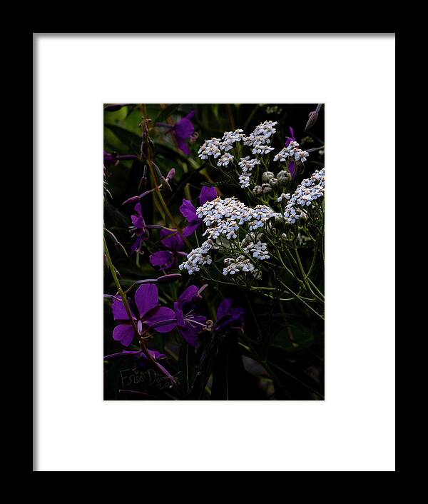 Alaska Framed Print featuring the photograph Yarrow #2 by Fred Denner