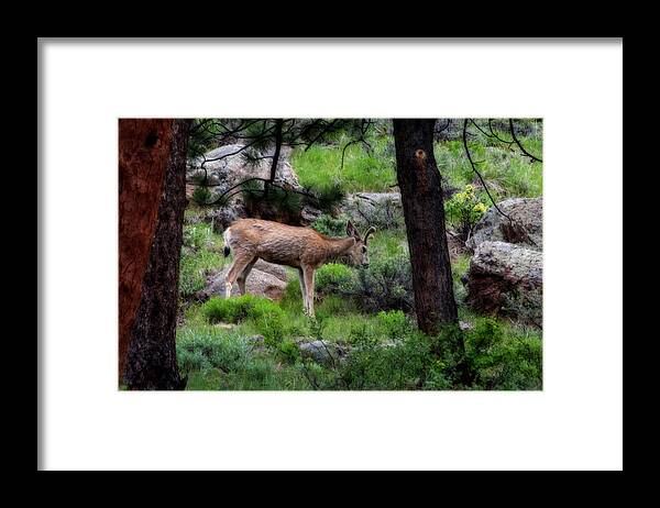 Mule Framed Print featuring the photograph Young mule deer feeding by Dan Friend