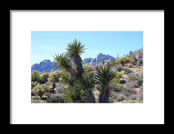 Mojave National Preserve Framed Print featuring the photograph Yucca #1 by Maria Jansson