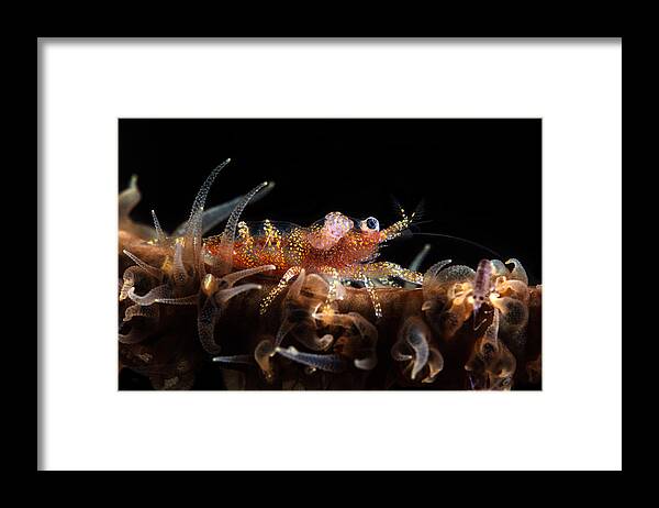 Antipathaire Framed Print featuring the photograph Zanzibar Whip Coral Shrimp #1 by Barathieu Gabriel