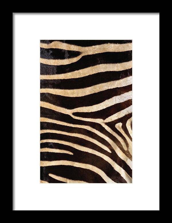 Animal Skin Framed Print featuring the photograph Zebra Hide #1 by Siede Preis