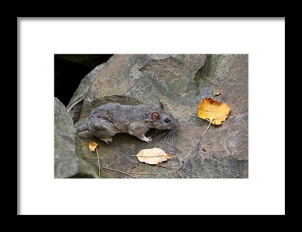 Allegheny Woodrat Framed Print featuring the photograph Allegheny Woodrat Neotoma Magister #10 by David Kenny