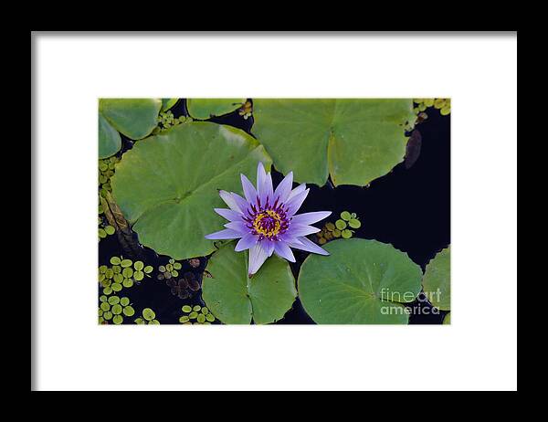 Naples Framed Print featuring the photograph Botanical Gardens #10 by Donn Ingemie