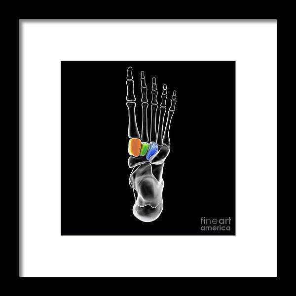 Anatomical Framed Print featuring the photograph Cuneiform Bones Of The Foot #10 by Kateryna Kon/science Photo Library