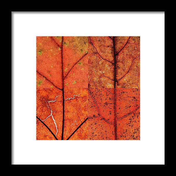 Swatch Framed Print featuring the photograph Swatches - Autumn Leaves inspired by Gerhard Richter by Shankar Adiseshan