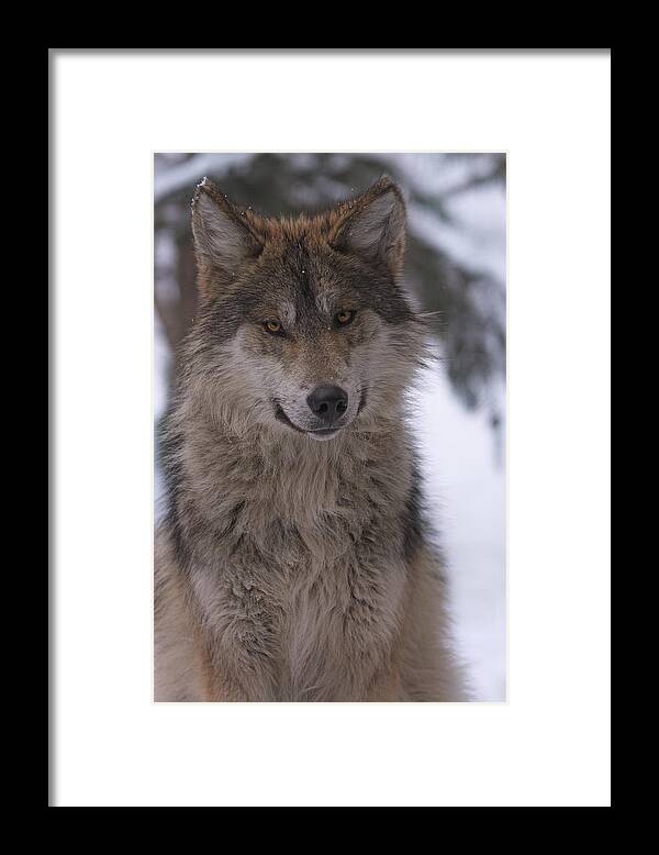 Animal Framed Print featuring the photograph Wolf #10 by Brian Cross
