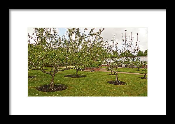 Chorley Framed Print featuring the photograph 11/05/19 CHORLEY. Astley Hall. Walled Garden. The Orchard. by Lachlan Main