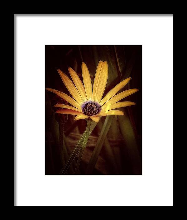 Nature Framed Print featuring the photograph Untitled #11 by Anna Cseresnjes