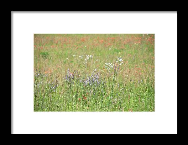 Texas Wildflowers Framed Print featuring the photograph 11075 Texas Wildflowers by Pamela Williams