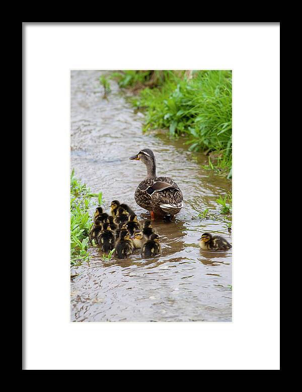 Female Mallard Duck With 14 Newly Hatched Ducklings Framed Print featuring the photograph 1161-6056 by Robert Harding Picture Library
