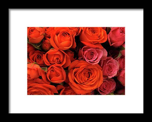 Orange Color Framed Print featuring the photograph A Close-up Of A Bouquet Of Flowers #12 by Nicholas Eveleigh