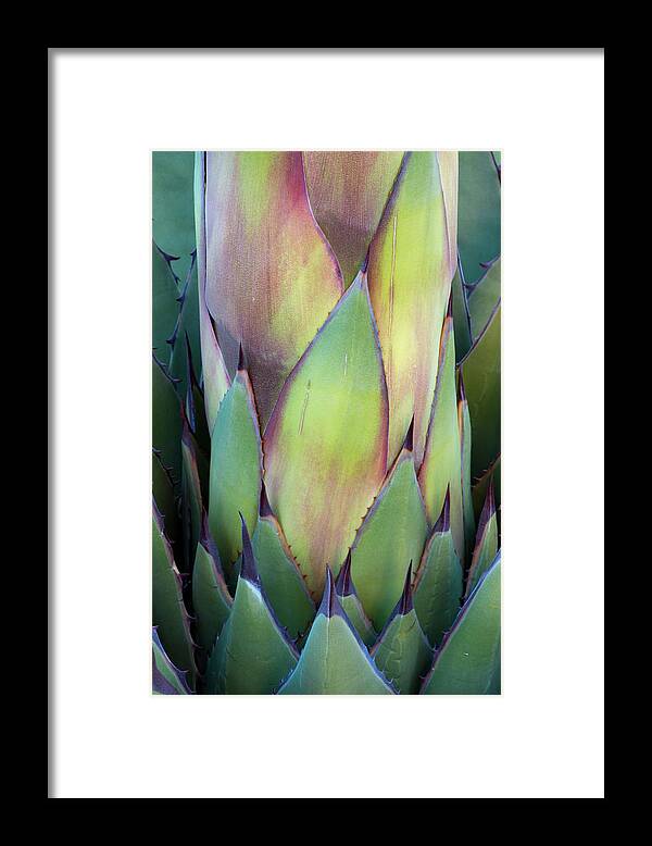 Abstract Framed Print featuring the photograph Baja California, Mexico #13 by Judith Zimmerman