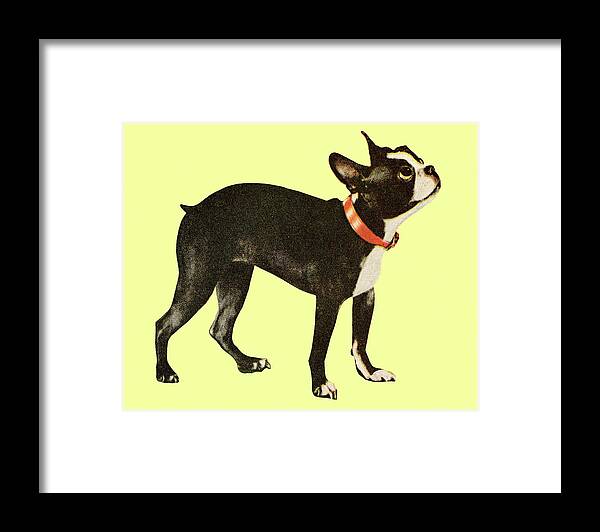 Animal Framed Print featuring the drawing Boston Terrier #13 by CSA Images