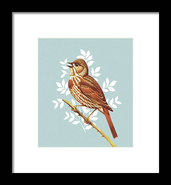 Animal Framed Print featuring the drawing Bird #15 by CSA Images