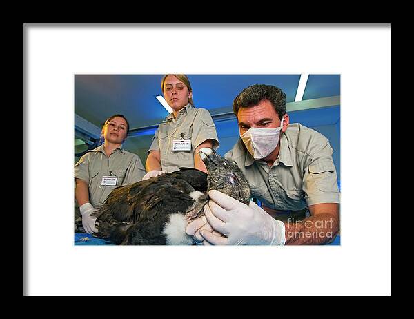 Andean Condor Conservation Project Framed Print featuring the photograph Andean Condor Conservation Project #18 by Philippe Psaila/science Photo Library