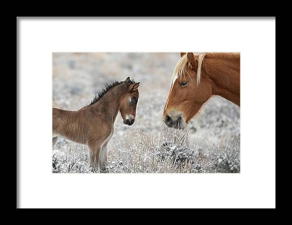 Horses Framed Print featuring the photograph 1dx20783 by John T Humphrey