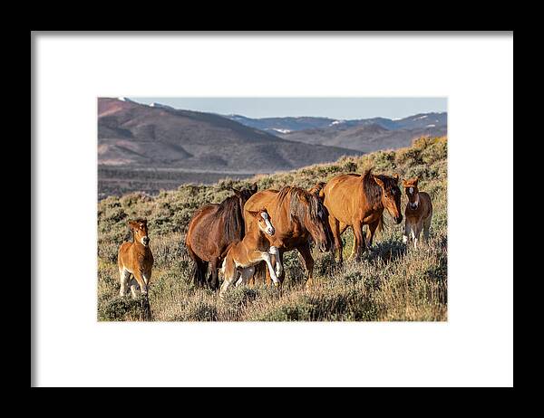  Framed Print featuring the photograph 1dx25482 by John T Humphrey