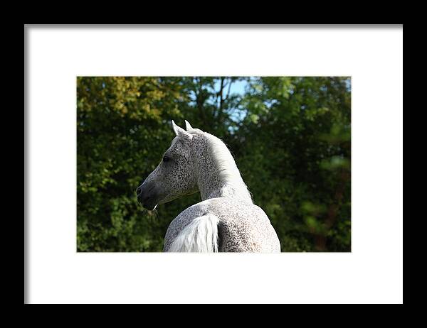 1z5f1234 Arab Stallion Framed Print featuring the photograph 1z5f1234 Arab Stallion, Pearl Island Arabians, Uk by Bob Langrish