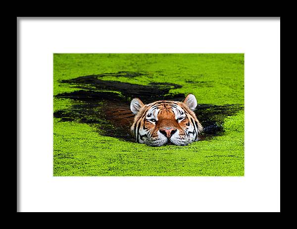 Tiger Framed Print featuring the photograph #2 by Keller