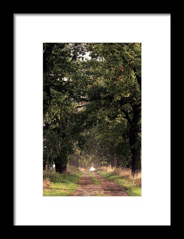 Ip_70196373 Framed Print featuring the photograph Alley Of Oak Trees, Reinhardswald, Beberbeck, Hofgeismar, Hesse, Germany #2 by H.& D. Zielske