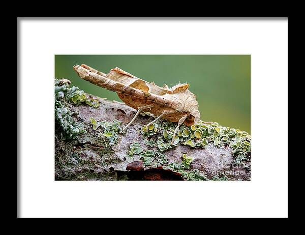 Angle Shades Framed Print featuring the photograph Angle Shades Moth #2 by Heath Mcdonald/science Photo Library