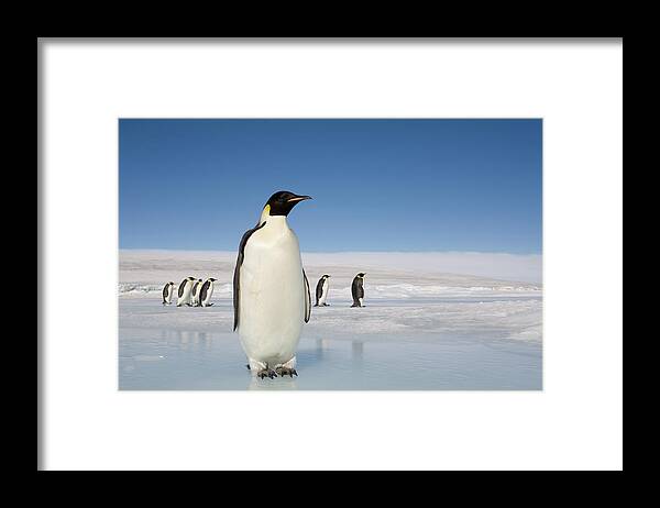 Scenics Framed Print featuring the photograph Antarctica, Snow Hill Island, Emperor #2 by Paul Souders