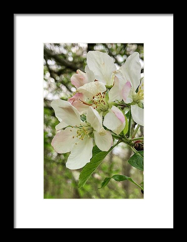 Apple Blossoms Framed Print featuring the photograph Apple Blossoms #2 by Barry Jones