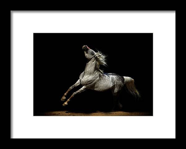 Horse Framed Print featuring the photograph Arabian Stallion #2 by Photographs By Maria Itina