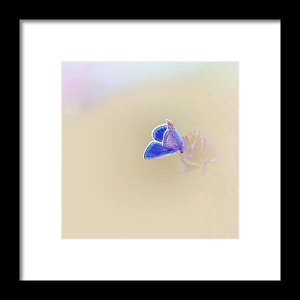 Butterfly Framed Print featuring the photograph Around The Meadow 2 #1 by Jaroslav Buna