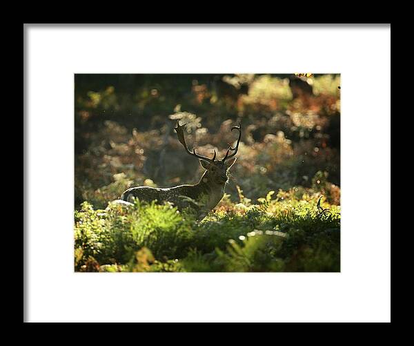 England Framed Print featuring the photograph Autumn Colours Can Be Seen Throughout #2 by Christopher Furlong