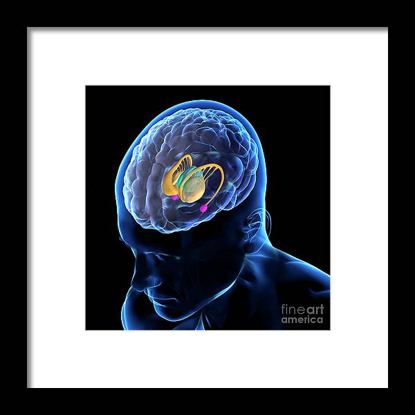 Amygdala Framed Print featuring the photograph Brain Anatomy #2 by Fernando Da Cunha/science Photo Library