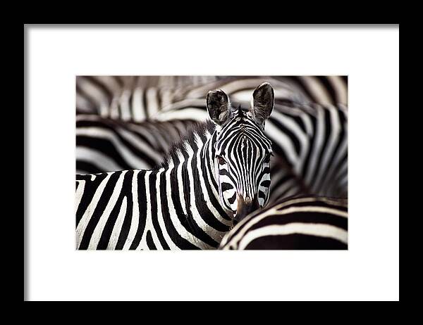 Plains Zebra Framed Print featuring the photograph Burchells Zebras Equus Burchelli #2 by Art Wolfe