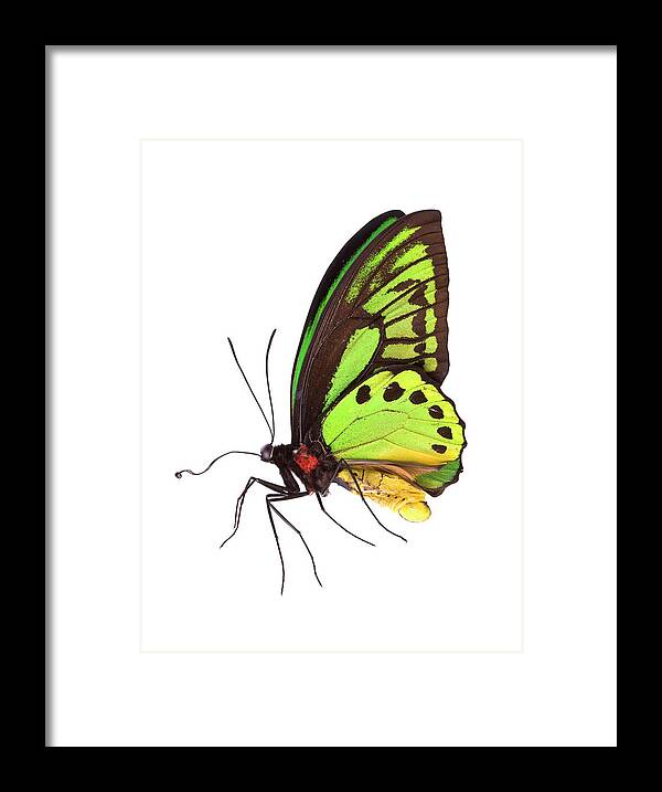 White Background Framed Print featuring the photograph Butterfly #2 by Liliboas