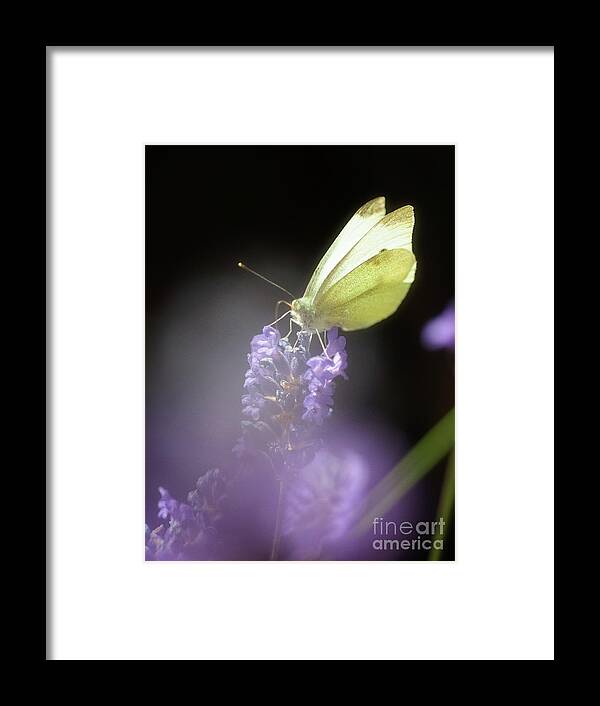 Macro Framed Print featuring the photograph Butterfly #2 by Mariusz Talarek