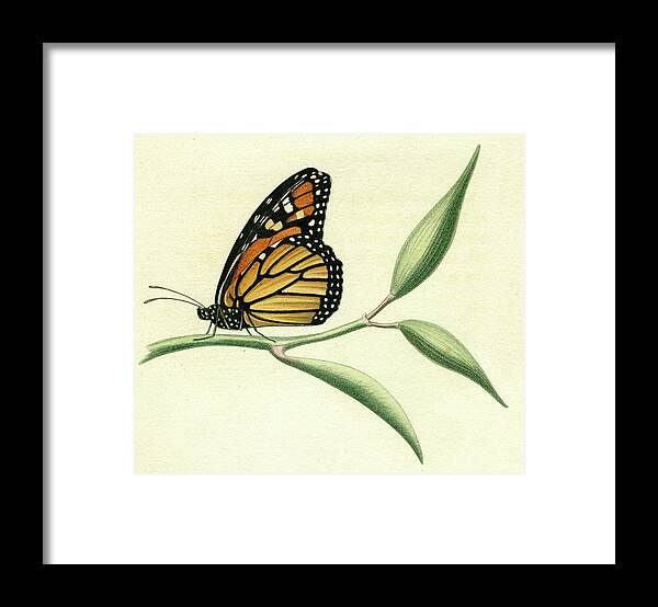 Entomology Framed Print featuring the mixed media Butterfly by Unknown