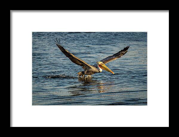 California Brown Pelicans Framed Print featuring the photograph California Brown Pelican #2 by Donald Pash
