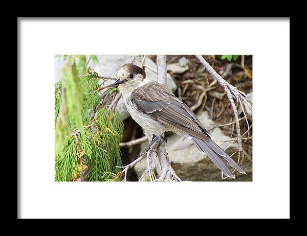 Jay Framed Print featuring the photograph Camprobber - the Gray Jay #2 by Steve Estvanik