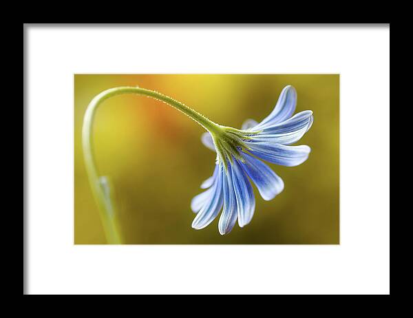 Cape Daisy Framed Print featuring the photograph Cape Daisy #2 by Mandy Disher