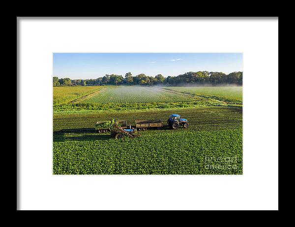 Horticulture Framed Print featuring the photograph Celery Farming #2 by Jim West/science Photo Library