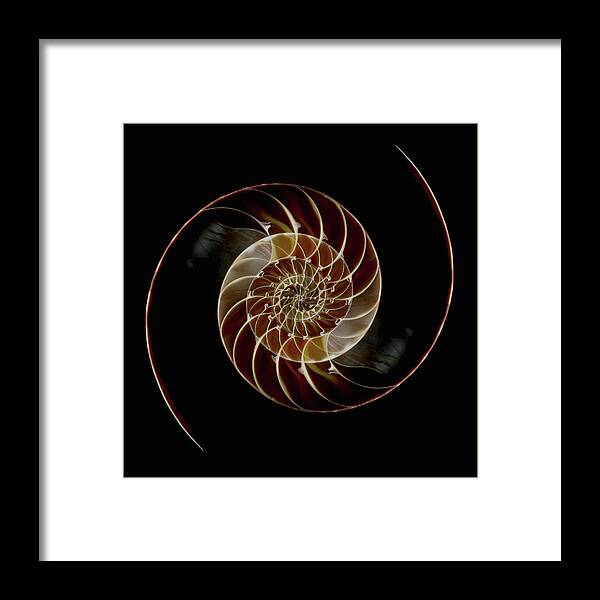 Animal Shell Framed Print featuring the photograph Chamber Nautilus Shells #2 by Paul Taylor
